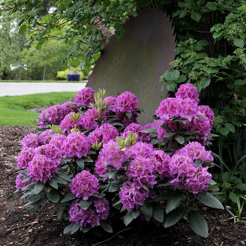 Dandy Man® Purple Rhododendron 4 Dandy Man® Purple Rhododendron - Image 2
