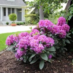Dandy Man® Purple Rhododendron 8 Dandy Man® Purple Rhododendron -Garden Plants Store rhododendron dandy man purple 3 sw