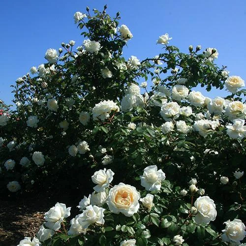 Cloud 10™ Climbing Rose 3 Cloud 10™ Climbing Rose