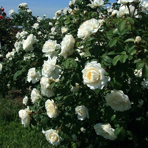 Cloud 10™ Climbing Rose 4 Cloud 10™ Climbing Rose - Image 2
