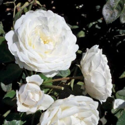 Cloud 10™ Climbing Rose 7 Cloud 10™ Climbing Rose -Garden Plants Store rosa cloud 10 3 P sw