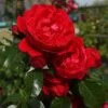 Florentina™ Climbing Rose 1 Florentina™ Climbing Rose -Garden Plants Store rosa florentina 1 P sw