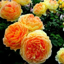 Climbing Rose Collection -Garden Plants Store rosa garden sun 2