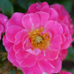 Oso Easy® Double Pink Rose 11 Oso Easy® Double Pink Rose -Garden Plants Store rosa oso easy double pink 1 P
