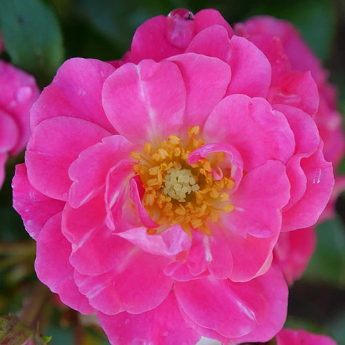 Oso Easy® Double Pink Rose 5 Oso Easy® Double Pink Rose - Image 3