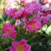 Oso Easy® Double Pink Rose 2 Oso Easy® Double Pink Rose -Garden Plants Store rosa oso easy double pink 2 P
