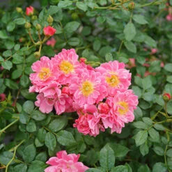 Oso Easy® Double Pink Rose 12 Oso Easy® Double Pink Rose -Garden Plants Store rosa oso easy double pink 3 P