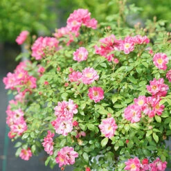 Oso Easy® Double Pink Rose 13 Oso Easy® Double Pink Rose -Garden Plants Store rosa oso easy double pink 5 P