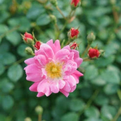 Oso Easy® Double Pink Rose 14 Oso Easy® Double Pink Rose -Garden Plants Store rosa oso easy double pink 6 P