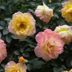 Oso Easy Italian Ice® Rose 10 Oso Easy Italian Ice® Rose -Garden Plants Store rosa oso easy italian ice 2 P