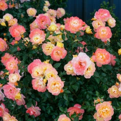 Oso Easy Italian Ice® Rose 9 Oso Easy Italian Ice® Rose -Garden Plants Store rosa oso easy italian ice 3 P