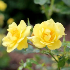 Oso Easy® Rose Collection -Garden Plants Store rosa oso easy lemon zest 4