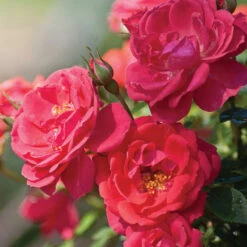 Oso Easy® Rose Collection -Garden Plants Store rosa oso easy mango salsa 5