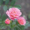Oso Easy® Petit Pink Rose 2 Oso Easy® Petit Pink Rose -Garden Plants Store rosa oso easy petit pink 1 P