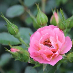 Oso Easy® Petit Pink Rose -Garden Plants Store rosa oso easy petit pink 4 P