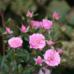 Oso Easy® Petit Pink Rose -Garden Plants Store rosa oso easy petit pink 5 P