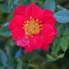 Oso Easy Urban Legend® Rose