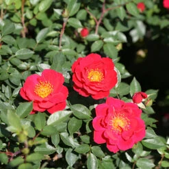 Oso Easy Urban Legend® Rose 14 Oso Easy Urban Legend® Rose -Garden Plants Store rosa oso easy urban legend 4 P