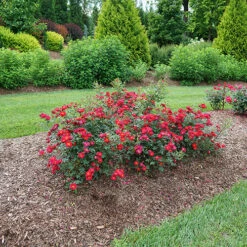 Oso Easy Urban Legend® Rose 13 Oso Easy Urban Legend® Rose -Garden Plants Store rosa oso easy urban legend 5 P