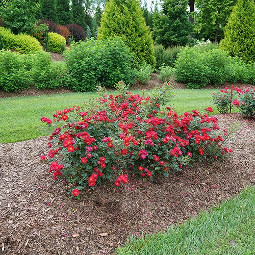 Oso Easy Urban Legend® Rose 7 Oso Easy Urban Legend® Rose - Image 5