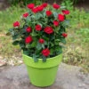 Petite Knock Out® Rose -Garden Plants Store rosa petite knock out 1 P