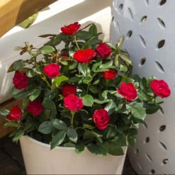 Petite Knock Out® Rose -Garden Plants Store rosa petite knock out 3 P