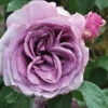 Quicksilver™ Climbing Rose 1 Quicksilver™ Climbing Rose -Garden Plants Store rosa quicksilver 1 P