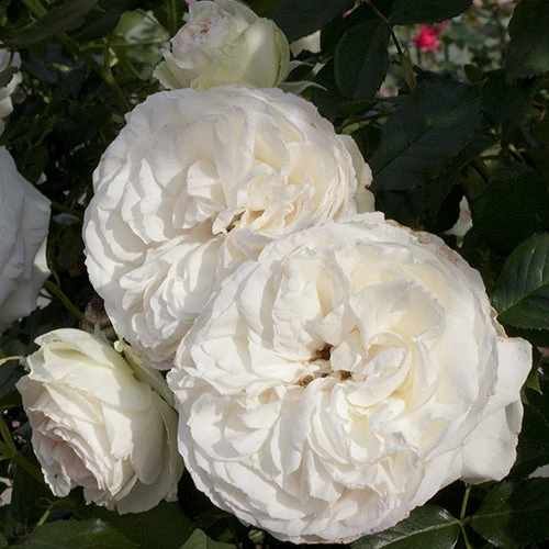 White Eden® Climbing Rose 4 White Eden® Climbing Rose - Image 2