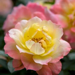 Oso Easy® Rose Collection -Garden Plants Store rosa oso easy italian ice 1
