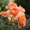 At Last® Rose 1 At Last® Rose -Garden Plants Store rose at last 2 a26a553c 6b9e 45ff 8309 4df9340e321d sw