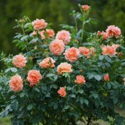 At Last® Rose 15 At Last® Rose -Garden Plants Store rose at last 7 dc9913ef 0f17 4a08 a685 3e6ef1b62a99 sw