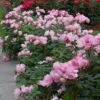 Blushing Knock Out® Rose 2 Blushing Knock Out® Rose -Garden Plants Store rose blushing knock out 1 sw