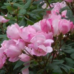 Blushing Knock Out® Rose -Garden Plants Store rose blushing knock out 3 sw