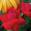 Double Knock Out® Rose -Garden Plants Store rose double knock out 1 sw