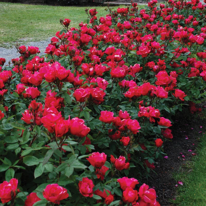 Knock Out® Rose 3 Knock Out® Rose