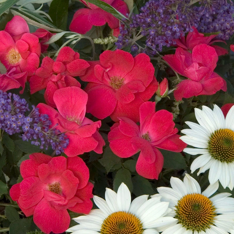 Knock Out® Rose 4 Knock Out® Rose - Image 2