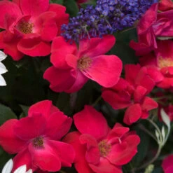 Knock Out® Rose 12 Knock Out® Rose -Garden Plants Store rose knock out 4