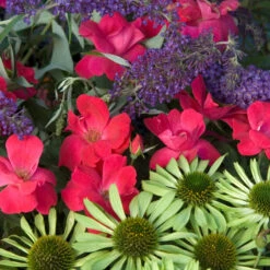 Knock Out® Rose 15 Knock Out® Rose -Garden Plants Store rose knock out 7