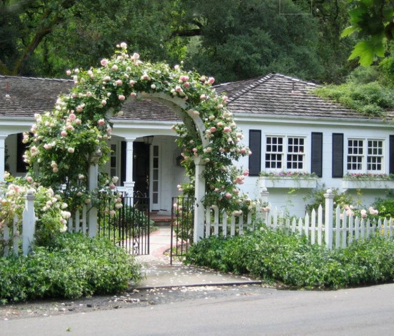 'New Dawn' Climbing Rose 4 'New Dawn' Climbing Rose - Image 2