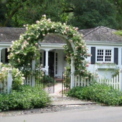 Climbing Rose Collection -Garden Plants Store rose new dawn 2 5c48738e b34f 4e7e 804a 08129c8e8c0c