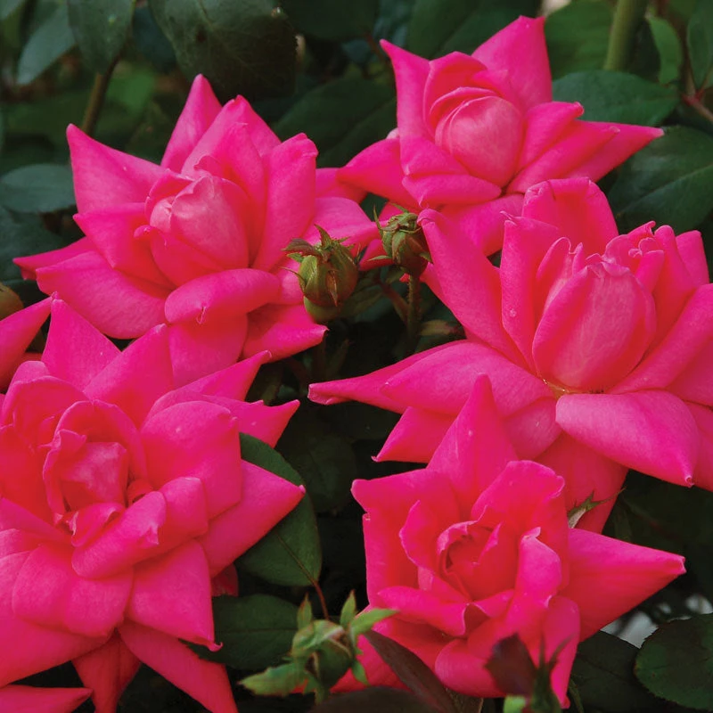 Pink Double Knock Out® Rose 3 Pink Double Knock Out® Rose
