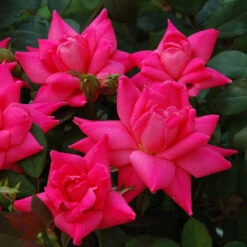 Pink Double Knock Out® Rose 7 Pink Double Knock Out® Rose -Garden Plants Store rose pink double knock out 3