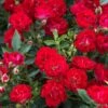 Red Drift® Rose -Garden Plants Store rose red drift 1