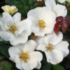 White Knock Out® Rose 1 White Knock Out® Rose -Garden Plants Store rose white knock out 1