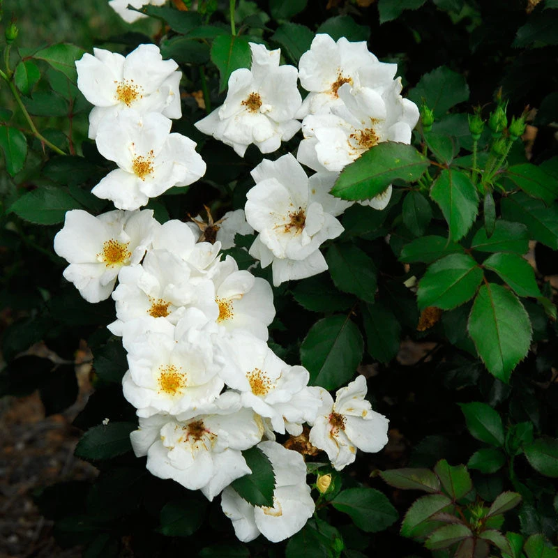 White Knock Out® Rose 4 White Knock Out® Rose - Image 2
