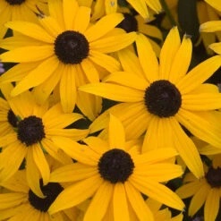 Butterfly Garden Collection -Garden Plants Store rudbeckia goldsturm black eyed susan 1 b3037281 7c3f 4bff 9294 cd6e3503b693