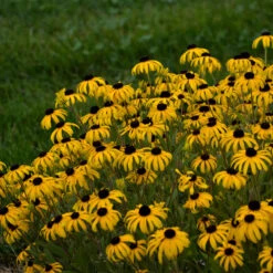 Garden Plants Store -Garden Plants Store rudbeckia american gold rush pp28498 cpbraf 0001 high res