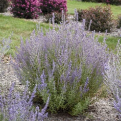 'Sage Advice' Russian Sage -Garden Plants Store sage advice russian sage 2