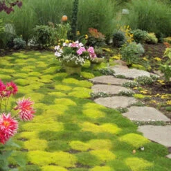 Irish Moss - Yellow 9 Irish Moss - Yellow -Garden Plants Store sagina subulata aurea scotch moss 4