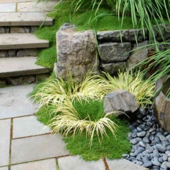 Irish Moss 8 Irish Moss -Garden Plants Store sagina subulata irish moss 3